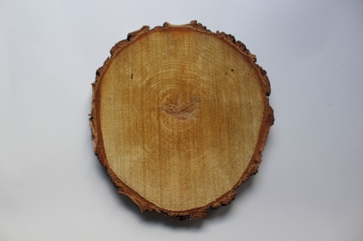 Drevený plátok, kotúč z brezového dreva, 30-35 cm