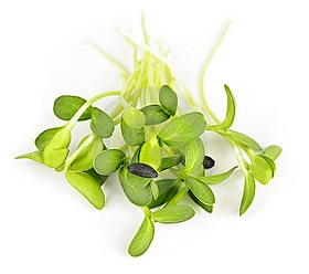 SLNEČNICOVÉ semienka na klíčky 250g