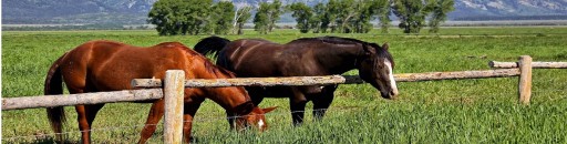 PASTUCH NAPÍNACÍ ROHOVÝ IZOLÁTOR POMELAC IEF DRÔT OBŠÍVKA POĽSKÝ PRODUKT