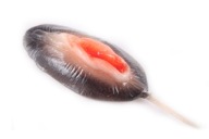 LOLLOP PUSSY vagína pre chlapca k 18. narodeninám