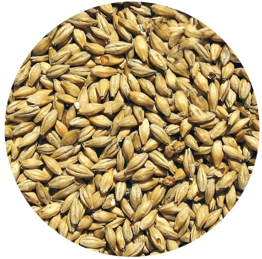PILZN slad 1kg DOMÁCE PIVO bez mletia