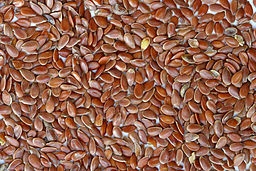 PŁASKURKA zrná pšenice jednozrnka 1kg