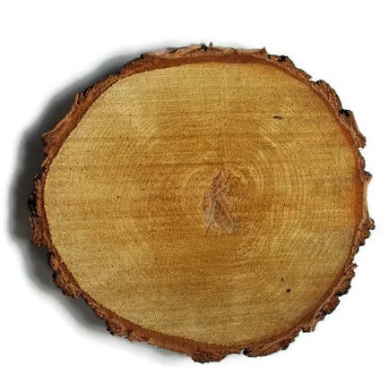 Plátky suchého dreva, brezové kotúče, 16-20 cm