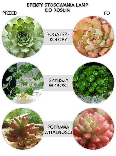 LED GROW ŽIAROVKA NA PESTOVANIE RASTLÍN 5W BIELA