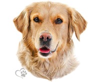 NÁLEPKA PSA NÁLEPKA ZLATÝ RETRIEVER UV