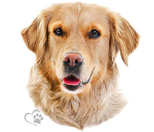NÁLEPKA PSA NÁLEPKA ZLATÝ RETRIEVER UV