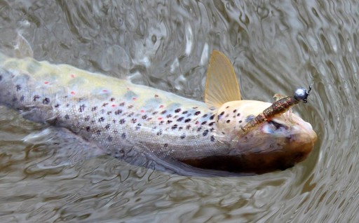 Savage Gear 3D PVC Mayfly 5cm - červená