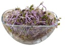 ČERVENÝ KALE - semená na klíčky 100g