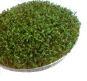 SEMIENKA NA KLÍČKY Žerucha 50g od Skworcu