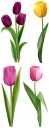 NÁLEPY NA BIELE FÓLIU NA NÁSTENNÉ NÁBYTKY KVETY TULIPÁNKY KVETY