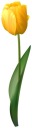 NÁLEPKA NA OKNO, ZRKADLO, KVET TULIPÁNU