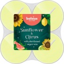 BOLSIUS Maxi vonné sviečky Čajové sviečky 8h SLNEČNICA a CITRUS 8 ks