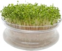Zelená BAZILKA - Microgreens, na klíčky 10g