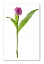 Nálepka na stenu s kvetmi 30 cm Tulipán 6