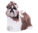 Samolepka čistokrvného miniatúrneho psa Shih Tzu