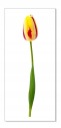 Nálepka na stenu s kvetmi 30 cm Tulipán 15