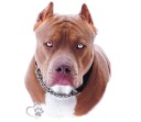 UV nálepka Pitbull Pit Bull Terrier Čistokrvný pes