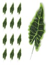 Alocasia list, 12 kusov, umelý pre zloženie