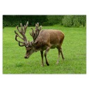 Samolepky A5 LEVEL Stag Stag