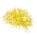 Chryzantéma Aster zelená hlava do kytíc