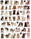 KONVEXNÉ MOTIVAČNÉ NÁLEPKY PUFFY 20x30cm. ALI DOGS DOGS DOGS