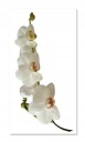 Nálepka na stenu kvety 30 cm Orchidea 1