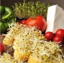 JAPONSKÝ DAIKON SEMIENKA REĎKOVKY na klíčky 100g