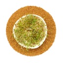 Klíčky - Alfalfa Alfalfa - 50g Semená na klíčky