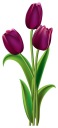 NÁLEPKA NA OKENNÉ ZRKADLOVÉ SKLO KVETINY TULIPÁN