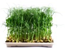 ĽANOVÁ PODLOŽKA na klíčenie microgreens
