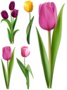 NÁLEPKY NA OKENNÉ ZRKADLOVÉ SKLENÉ TULIPANY KVETY