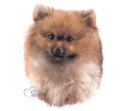 Nálepka s miniatúrnym špicom pomeranianského psa