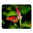 BUTTERFLY BUTERFLY podložka pod myš