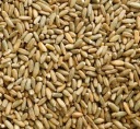 KRYTIE PLODINY RAŽNÉ SEMIENKY AGRONAS 1 KG