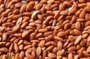 Semená žeruchových klíčkov 500g Skvelá kvalita!