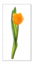 Nálepka na stenu s kvetmi 30 cm Tulipán 10