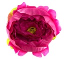 Pivoňka taftová kvetina Dk.Pink NÁDHERNÁ!