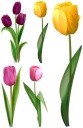 NÁLEPKY NA OKENNÉ ZRKADLOVÉ SKLENÉ TULIPANY KVETY