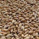 Red Active malt 1kg Viking Malt - Nestrelený