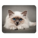 Podložka pod myš s mačkou, CATS