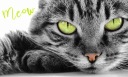 UTERÁK uterák na ruky CAT 30x50 cm mačky