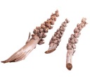 X3 KS COCO BUNCH nature Dekoratívne sušené konáre