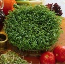 CRESS SEEDS na klíčky 250g