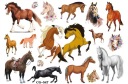 Odnímateľné tetovanie pre deti HORSES CG547