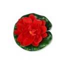 Otvorené plávajúce lekno, 11 cm, červené