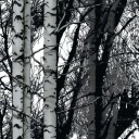 Samolepiaca brezová dyha 200-3197 100 cm
