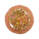 Red Coral reďkovka - semená na klíčky 100g