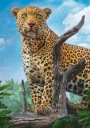 KOCKY PUZZLE POHĽAD NA DIVOKÉHO LEOPARDA 500 Ks.