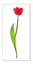 Nálepka na stenu s kvetmi 30 cm Tulipán 8