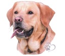 Nálepka s čistokrvným psom labradorského sušienka
